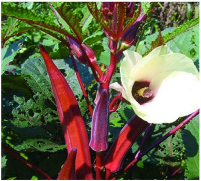 WILLVINE Okra Jing Orange Seeds-[100 Seeds] Seed(100 per packet)