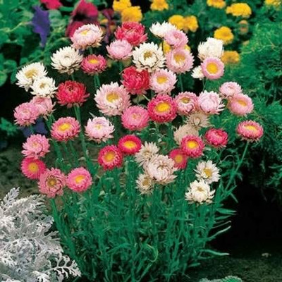 Aywal Helichrysum Flower Seed(80 per packet)