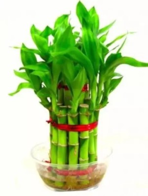 Chalisa Bamboo, Lucky bamboo Seed(190 per packet)