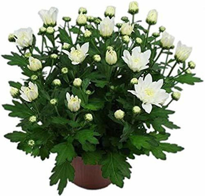 CYBEXIS Guldavari (Chrysanthemum)white flower Seeds Seed(25 per packet)