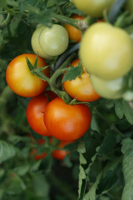 EasySeeds tomato Seed(155 per packet)