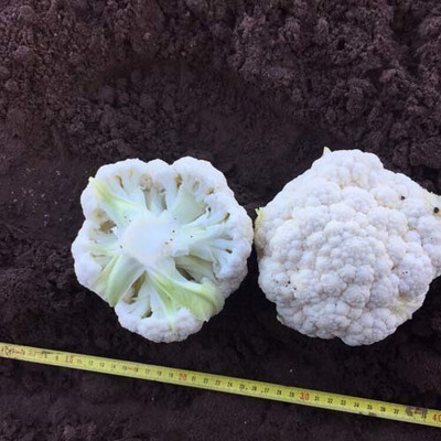 Quentova Cauliflower – Monarch-4W-VS Seed(200 per packet)