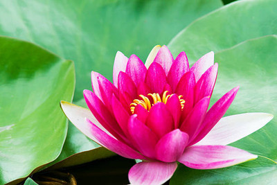 BHARAT JADI BOOTI lotus,kamal gatta Seed(10 per packet)