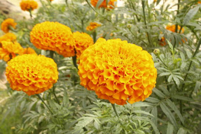 CityGreens marigold/gende ka phool flower seeds Seed(75 per packet)