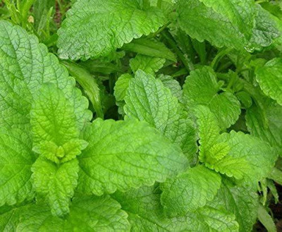 VibeX GBPUT-95 - Non-GMO Lemon Balm - (2250 Seeds) Seed(2250 per packet)