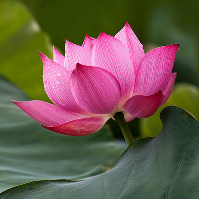 SHUBH LAXMI lotus,kamal gatta Seed(10 per packet)