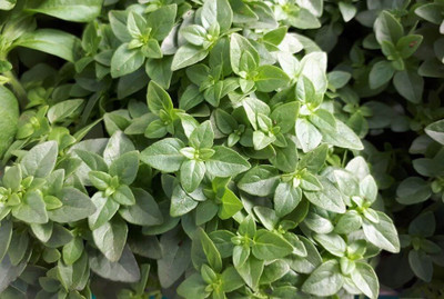 Qualtivate LXI-48 Greek Basil (Ocimum basilicum) Seed(1000 per packet)