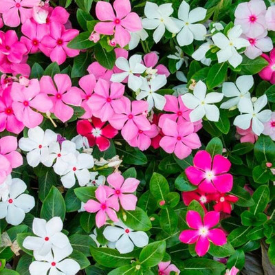 MOONQULTY Nayantara/Vinca Mixed Color Flower Seeds Seed(14 per packet)