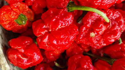 KNESSiN Disease-Resistant Scarlett Rose Chilli Seeds For Gardening-(600 Seeds) Seed(600 per packet)