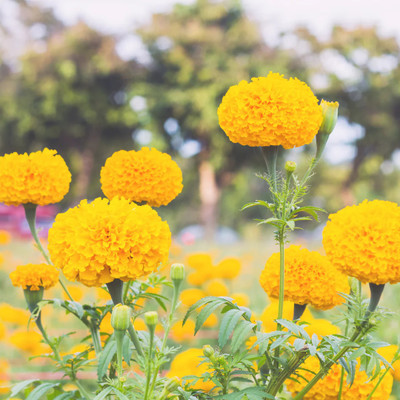 DEYS AGRO ™ mix hybrid marigold flower seeds,highest yield Seed(104 per packet)