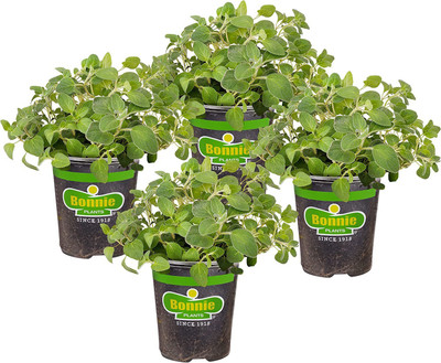 CYBEXIS VVI-72 - Ornamental Oregano Kirigami Flower - (1350 Seeds) Seed(1350 per packet)