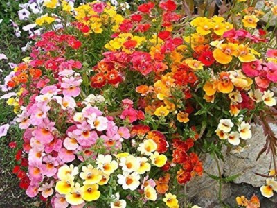 Aywal Nemesia Strumosa Carnival Mix Seed(40 per packet)