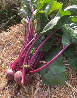 BDSresolve Beetroot seeds for home garden Pack of 100 Seed(100 per packet)