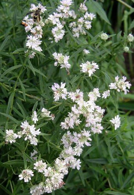 Qualtivate PUA-1A MOUNTAIN MINT Pycnanthemum Pilosum Seed(200 per packet)