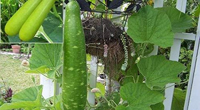 DIVINE SPONGE GOURD Seed(70 per packet)