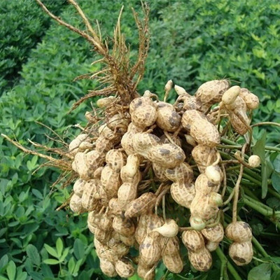 CYBEXIS Plant Black Peanut Seeds Heirloom 2000 Seeds Seed(2000 per packet)
