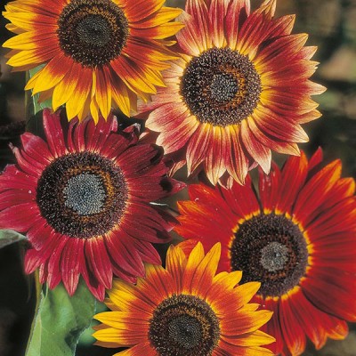 CRGO SUNFLOWER , SURAJMUKHI Seed(80 per packet)