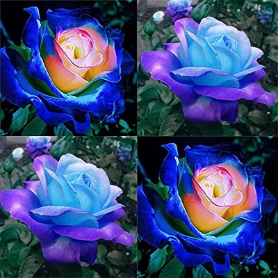 CYBEXIS XL-97 - Rainbow Rose Rare - (100 Seeds) Seed(100 per packet)