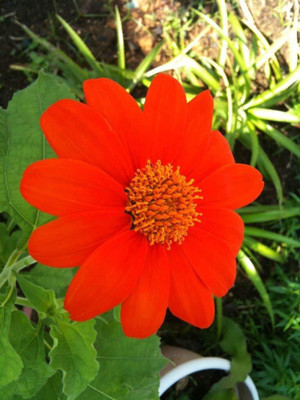 Quentova Mexican Sunflower 'Torch' Tithonia Rotundifolia Flower Seed(100 per packet)