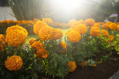 Auricchio marigold/gende ka phool flower seeds Seed(50 per packet)
