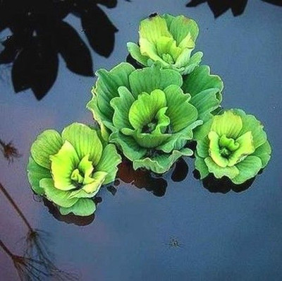 the green dotcom Water Cabbage Seed(3 per packet)
