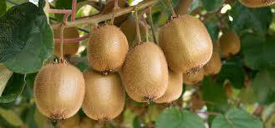 XOLDAA KIWI FRUIT SEEDS HYBRID F1 QUALITY Seed(94 per packet)
