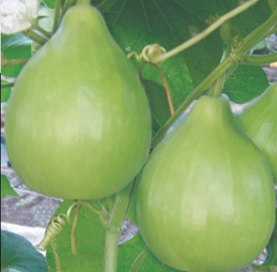 UGRA Bottle Gourd Gol Ghiya Seeds Seed(100 per packet)