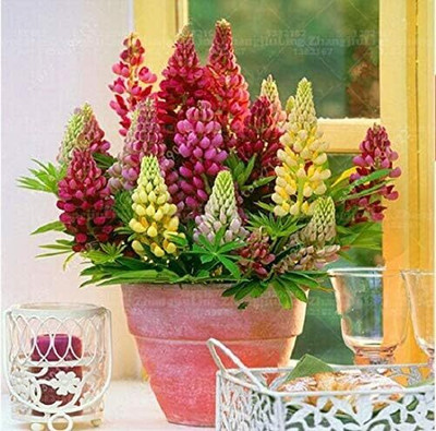 NooElec Seeds India Lupine Minarette Dwarf Mix Flower Seed(35 per packet)