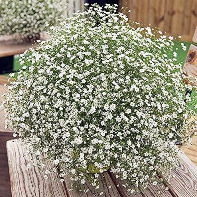 KANAYA Gypsophila White , Baby's Breadth Seed(10 per packet)