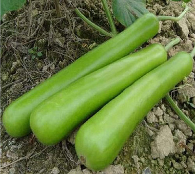 Qualtivate GBPT-5A Lauki Bottle Gourd Dudhi Seeds Seed(50 per packet)