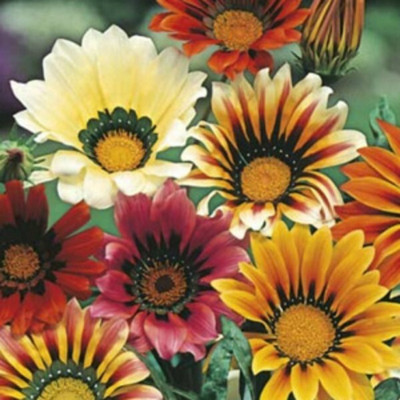 Quentova Gazania Mix Color Flower-DXL-11C Seed(60 per packet)