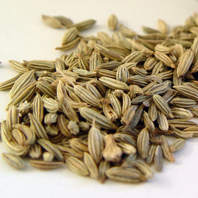 CYBEXIS VXI-36 - Organic Florence Fennel - (2250 Seeds) Seed(2250 per packet)