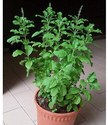 Seedsqlty Rama and krishna tulsi seeds for planting Seed(13 per packet)