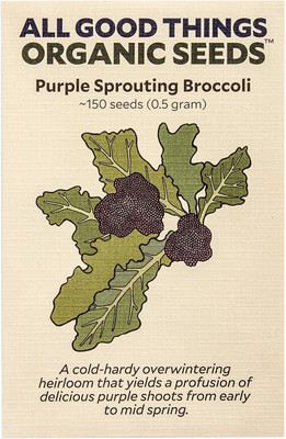 WILLVINE XLL-326 Purple Sprouting Broccoli Seeds Seed(200 per packet)