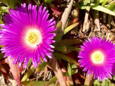 Aro Mesembryanthemum Seed(35 per packet)