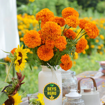 DEYS AGRO ™ marigold flower seeds, genda phool seeds|hybrid marigold Seed(20 per packet)