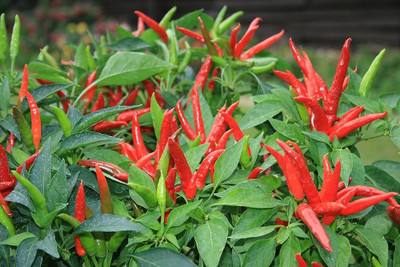 BDSresolve Chilli seeds variety PACK OF 153 Seed(153 per packet)