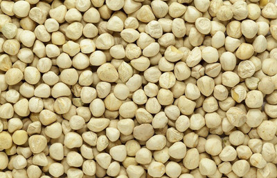 CYBEXIS TLX-24 - PKM1 Drumstick - (1350 Seeds) Seed(1350 per packet)