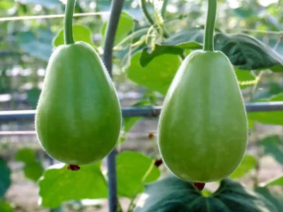 BSARKAR Round louki/round bottle gourd/round white-flowered gourd seeds Seed(20 per packet)