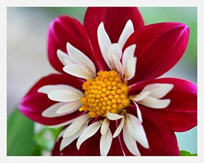 CYBEXIS XLR-23 - Dahlia |Rare Red and White Point Dahlia - (60 Seeds) Seed(60 per packet)