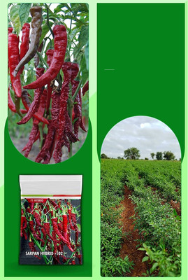 WILLVINE HAR -VI Byadgi dabbi chilli | red chilli seeds[10gm, 2000 Seeds] Seed(2000 per packet)