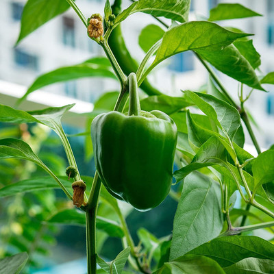 CYBEXIS XLR-6 - Desi Variety Green Capsicum - (1350 Seeds) Seed(1350 per packet)