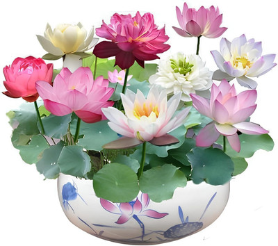 Garg Agri Flowering Plant Seeds Seed(10 per packet)