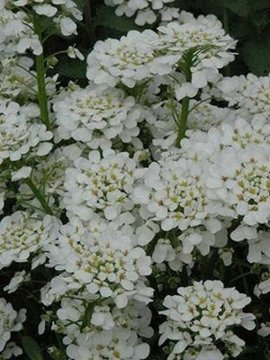 Lorvox Candytuft Dwarf Fairy Mixed Seed(125 per packet)