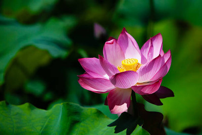 KTM Group lotus,kamal gatta Seed(14 per packet)