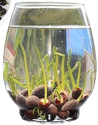 CRGO LOTUS , KAMAL Seed(10 per packet)