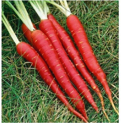 Aywal Carrot Improved Kuroda Seed(31 per packet)