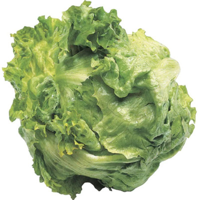 Quentova Lettuce Traditional Iceberg-DLX-2H Seed(200 per packet)