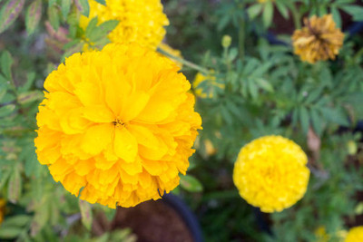 LiveNature marigold,gende ka phool seeds Seed(21 per packet)