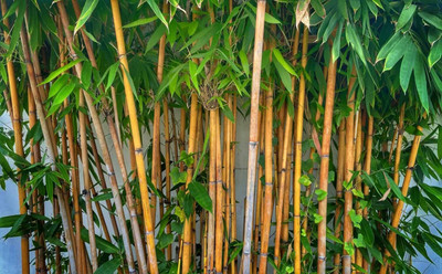 BDSresolve Golden bamboo seeds for planting Seed(34 per packet)